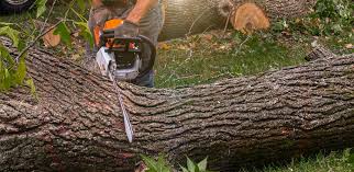 Trusted Tolleson, AZ  Tree Services Experts